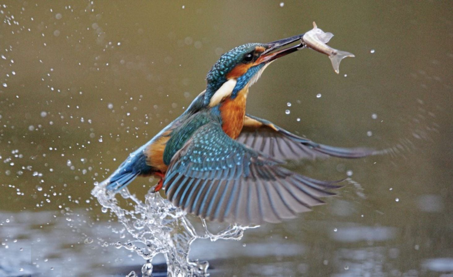 Take on Nature: Why the kingfisher is known as 'the halcyon bird