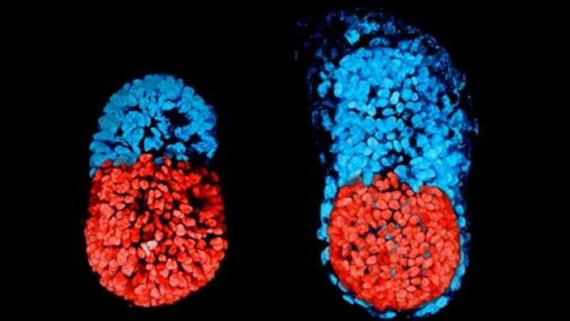 Have scientists really created life in a lab by growing artificial mice embryos?