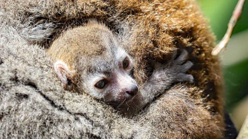 Newquay Zoo is celebrating the arrival of its second crowned lemur baby.