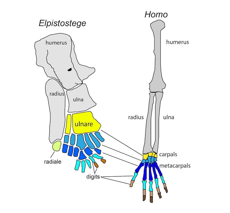 A skeletal comparison between the Elpistostege fin and a human hand