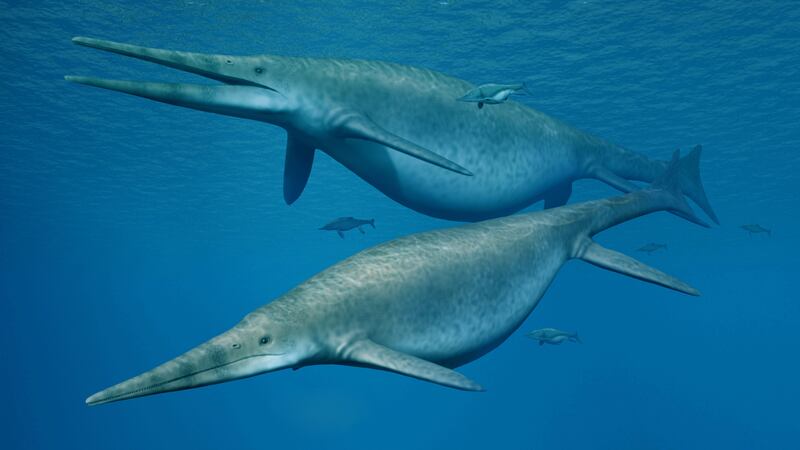 The jaw bone has been identified as that of a giant ichthyosaur up to 26m long.