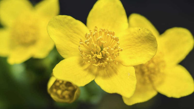 The May flower or marsh marigold has been used to ward off evil spirits on the eve of May Day in Ireland since ancient times 