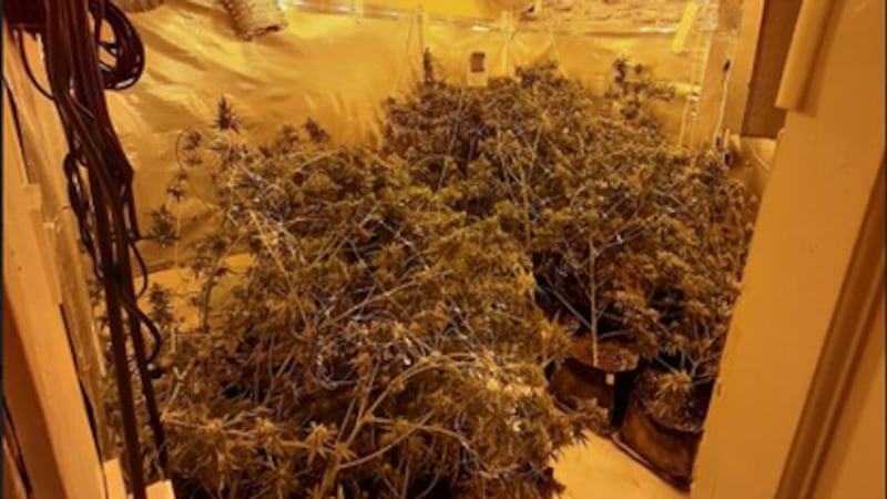 &nbsp;Police conducted a search of a property in the Tullysaran Road area, where they located a suspected cannabis factory.