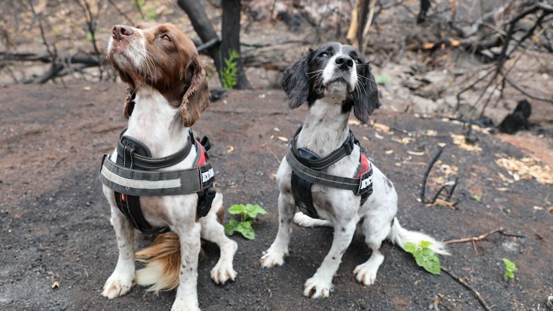 Springer spaniels Taz and Missy have been trained to sniff out koala excrement, and have been put to work after bush fires in Australia.