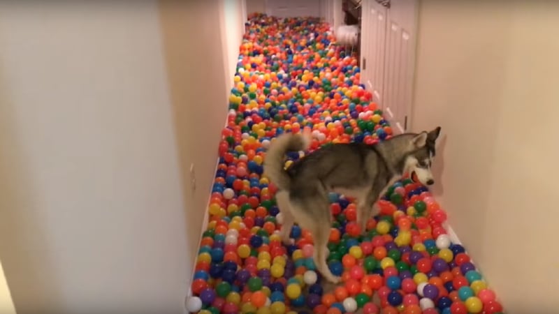 Tetra’s owner Charlie bought a whopping 5,400 balls – and they want more.