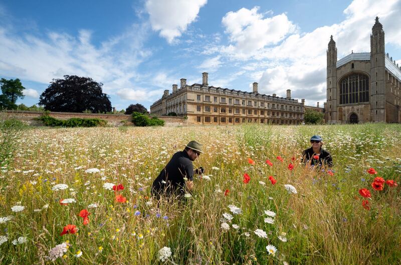 Gardeners Toby and Charlotte in the wildflower meadow at King’s College in Cambridge in June