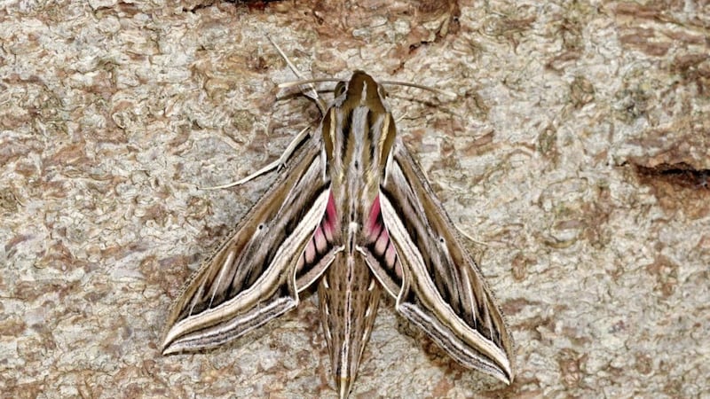 A silver-striped hawk-moth PICTURE: Roger Wasley/Butterfly Conservation/PA 