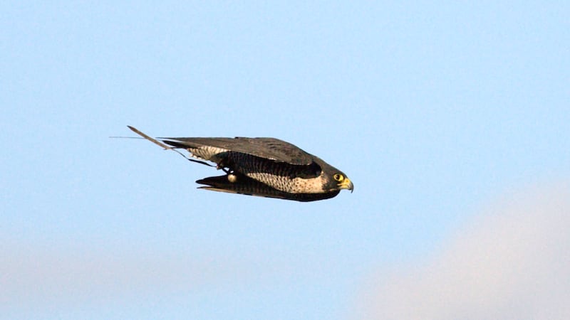 A study has shown that peregrine falcons hunting airborne prey employ the same control strategy used to steer guided missiles.