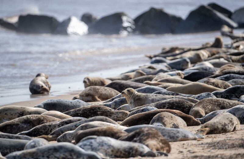 Atlantic grey seal annual moult