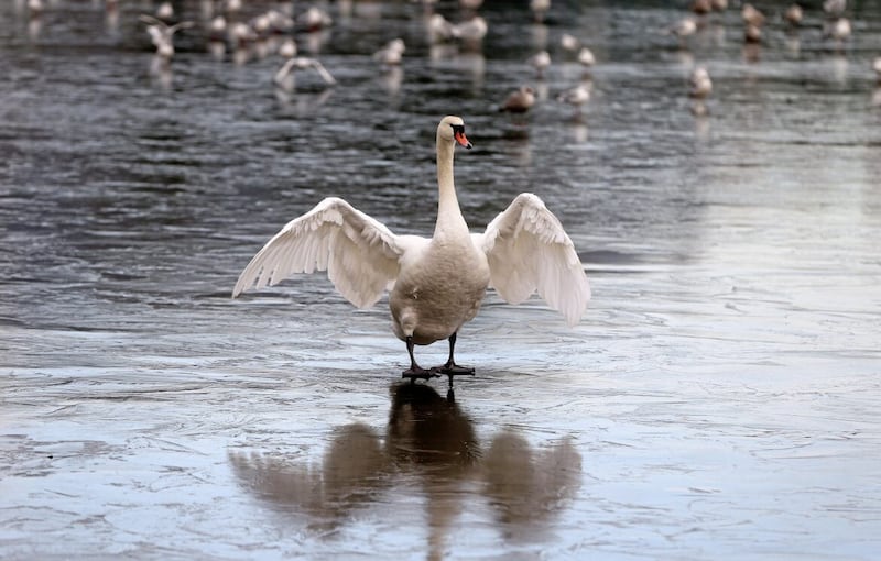A swan struggles on the frozen pond at the Waterworks in North Belfast as temperatures dropped and the coldest night of the year was recorded. Picture by Mal McCann 