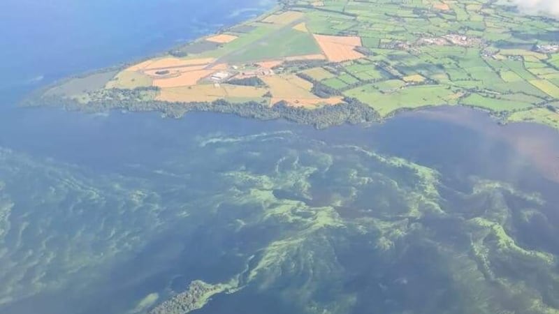 Toxic blue-green algae cloaked a vast stretch of Lough Neagh's shore line 
