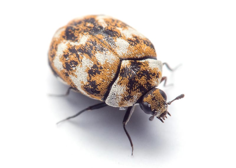 Carpet beetles.