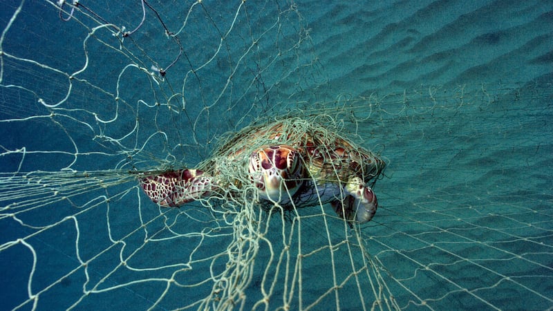 A turtle entangled in a net