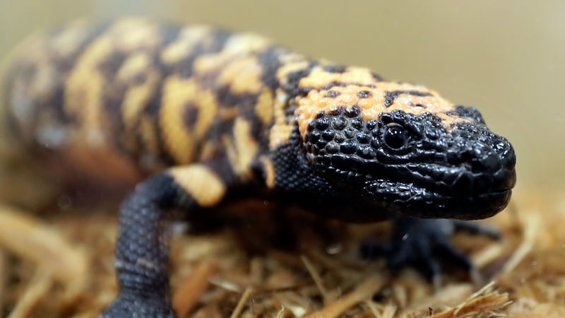 A Gila monster similar to the one believed to have bitten Christopher Ward, at the Woodland Park Zoo in Seattle (Ted S Warren/AP)