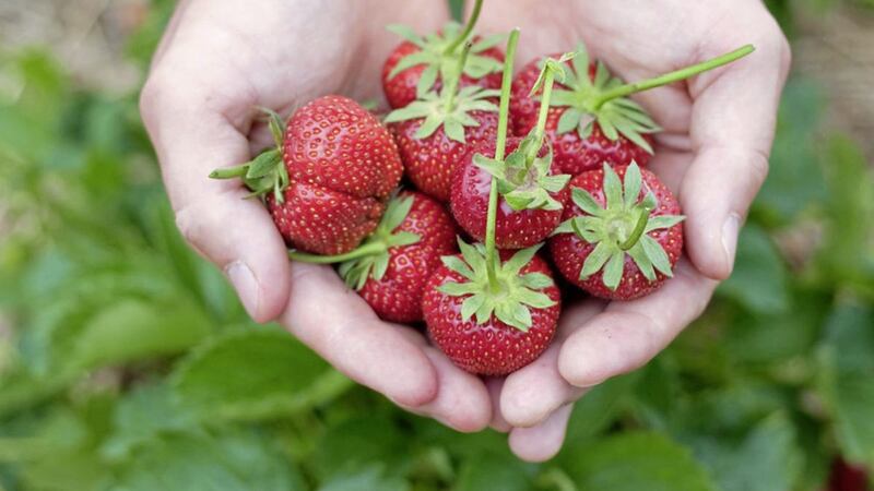 The price of strawberries could soar if Brexit negotiations fail to allow for seasonal labourers from Europe to cultivate and harvest the crops in the UK 