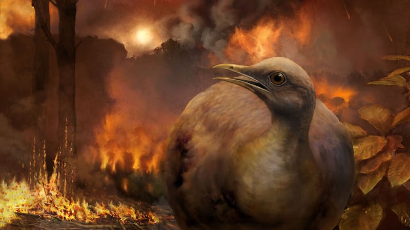 Perching birds were left with nowhere to live when forests around the world were destroyed by a miles-wide asteroid or comet.