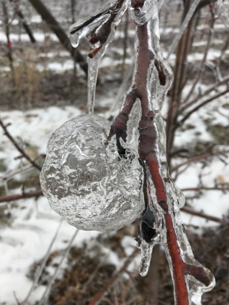 An icy 'ghost apple'