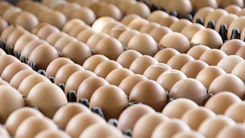 Ballymena-based Ballygarvey Eggs reported annual turnover of &pound;26.8m for the year ending September 30 