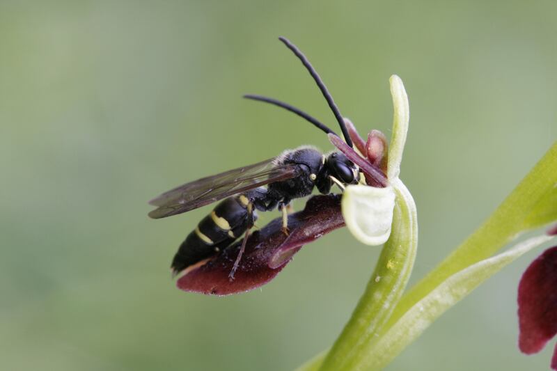 The fly orchid attracts solitary wasps and other insects