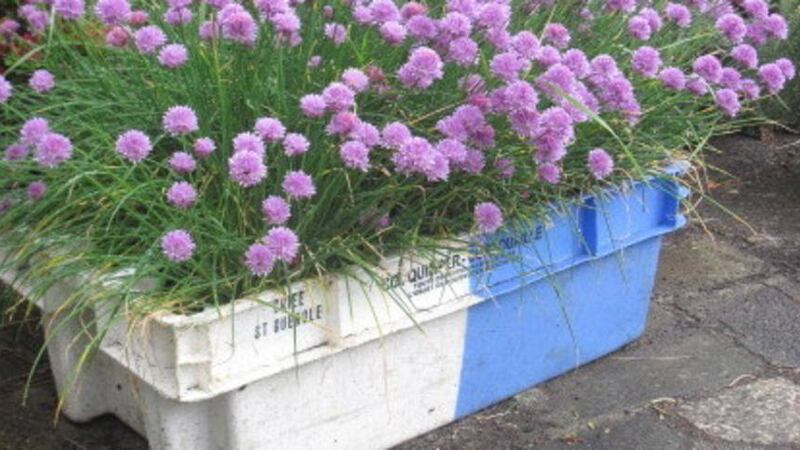 A fish box reborn as a planter for chives 