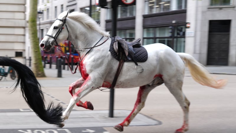 Military horses caused chaos in central London after they were spooked by builders moving rubble