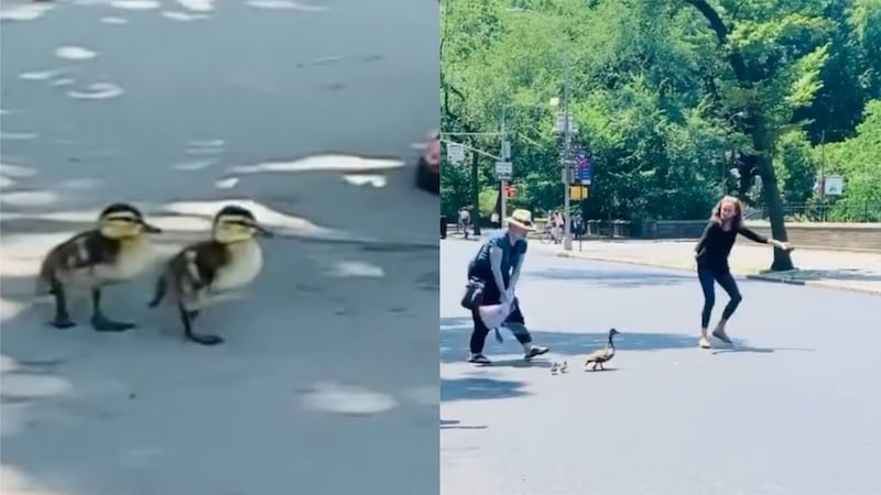 A passer-by said traffic ‘came to a complete standstill’ as a congresswoman helped a flock of ducks cross the road.