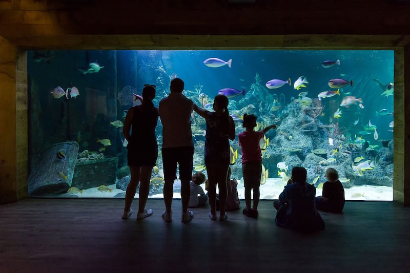 Families admiring fish in the Aqua Theatre at Skegness Aquarium in Skegness