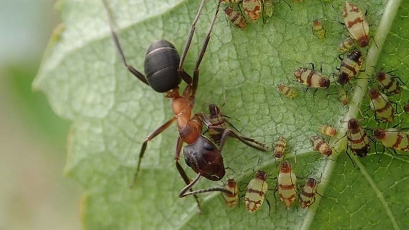 The narrow-headed ant had been reduced to one site in England as a result of loss of heathland habitat.