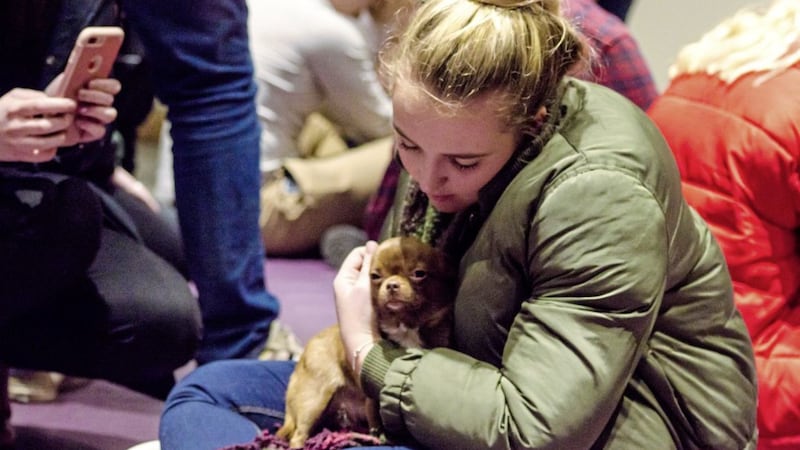 Affectionate small dogs from Causeway Coast Dog Rescue visited the Coleraine campus 