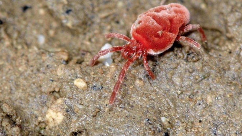 A red velvet mite, Trombidium holosericeum &ndash; the tiny arthropods are extremely important to our environment 