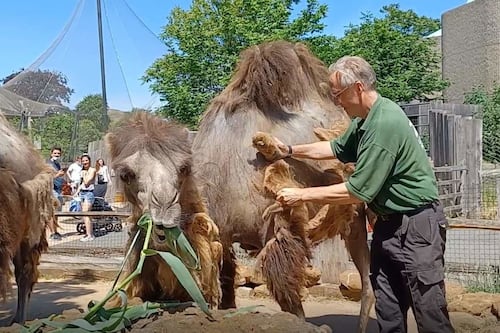 Zoo’s camels get a haircut on the hottest day of the year
