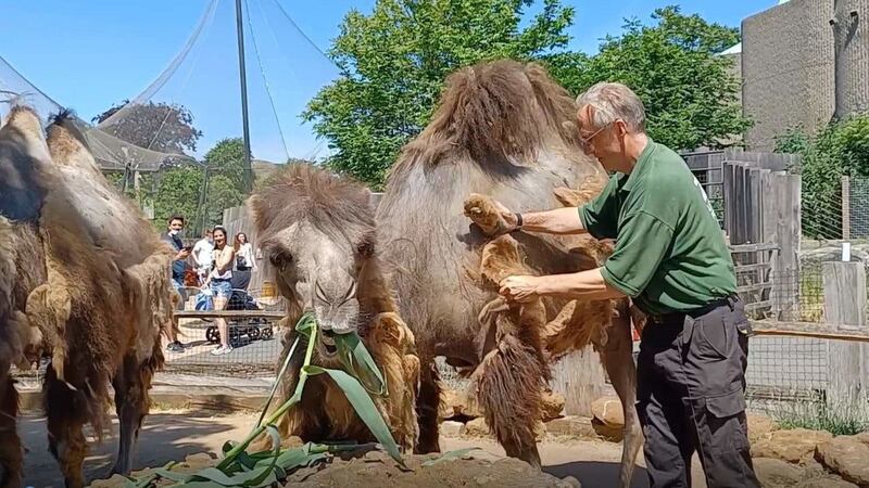 Two Bactrian camels at London Zoo were given a helping hand with shedding their fur on Monday as temperatures soared to 28C.