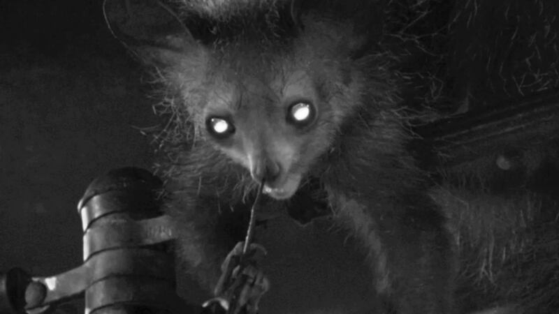 Researchers have, for the first time, recorded the aye-aye inserting a finger up its nostrils and then eating the mucus.