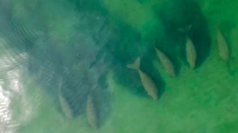 &nbsp;In this image taken from video taken on April 22 2020, by Thailand's Department of National Parks, Wildlife and Plant Conservation, six dugongs are swimming together, part of a larger group of dugongs cruising slowly in the shallow waters in the area of Chao Mai Beach national park in Trang province, Thailand.