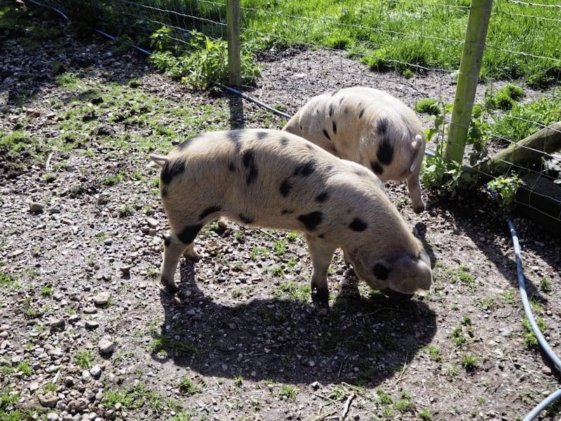 Pigs at Midgeham Farm 