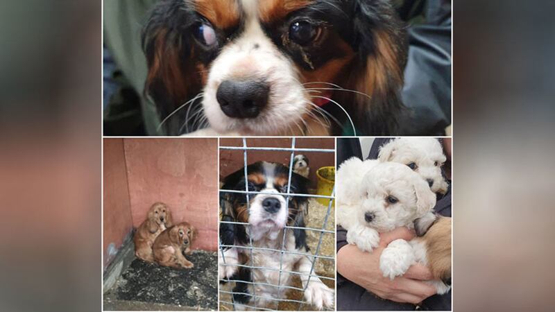 &nbsp;Some of the dogs and puppies rescued in Mid Ulster. Picture from PSNI
