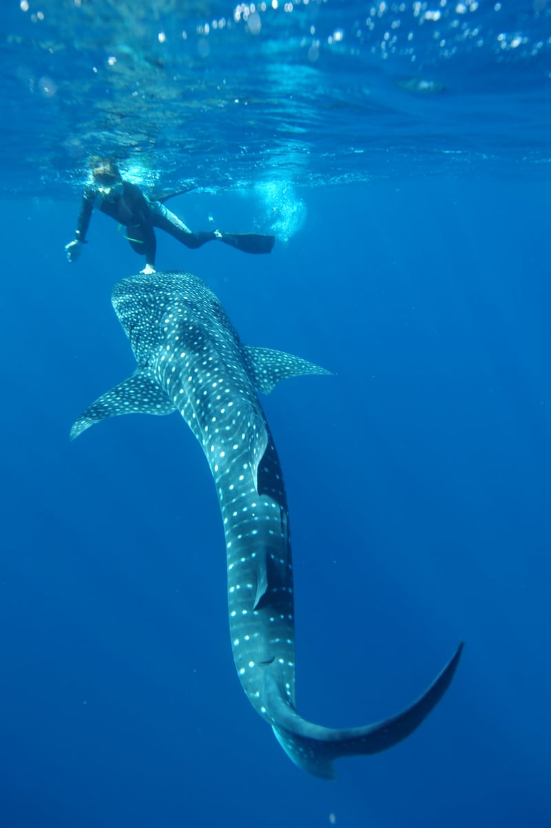 Mark Meekan swims with a whale shark.