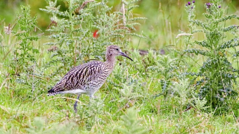 Northern Ireland has lost more than 80 per cent of the curlew population since 1987 
