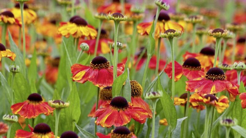 Heleniums bear yellow or orange daisy-like composite flowers and bring colour to your garden 