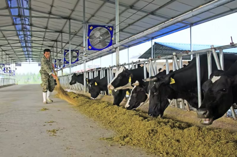 Farmed cattle in Luannan County, Hebei Province, China. Yuangeng Zhang/Shutterstock