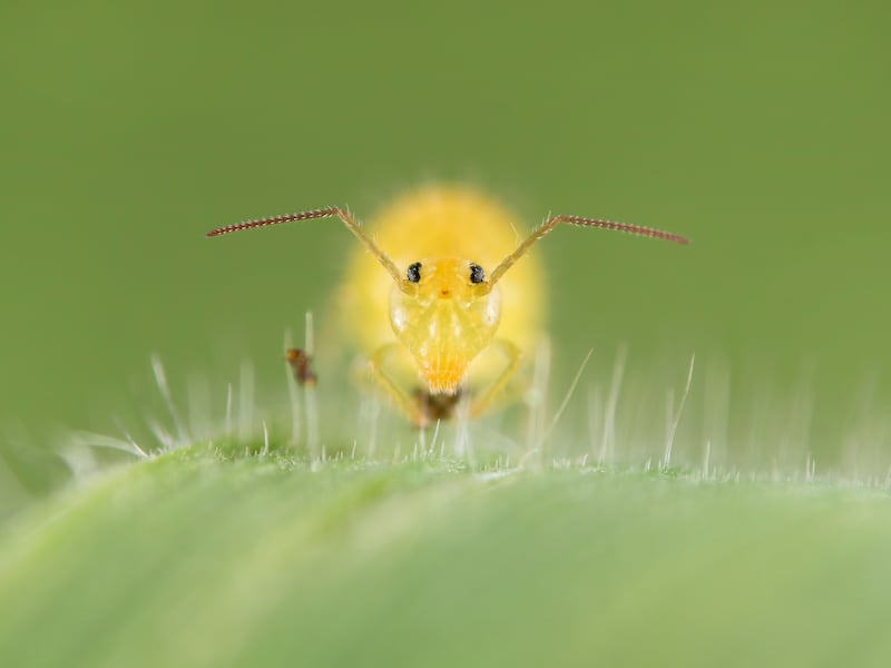 Springtail