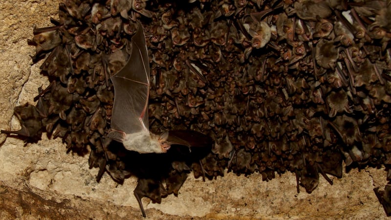 Scientists equipped wild greater mouse-eared bats with a tiny computer to hear how they go about seeking prey.