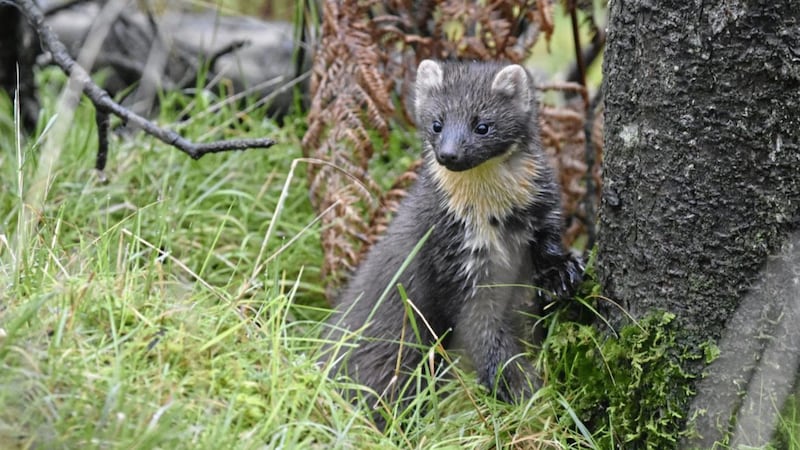 Pine Martens help red squirrel populations, according to new research. Picture by Joshua Twining 