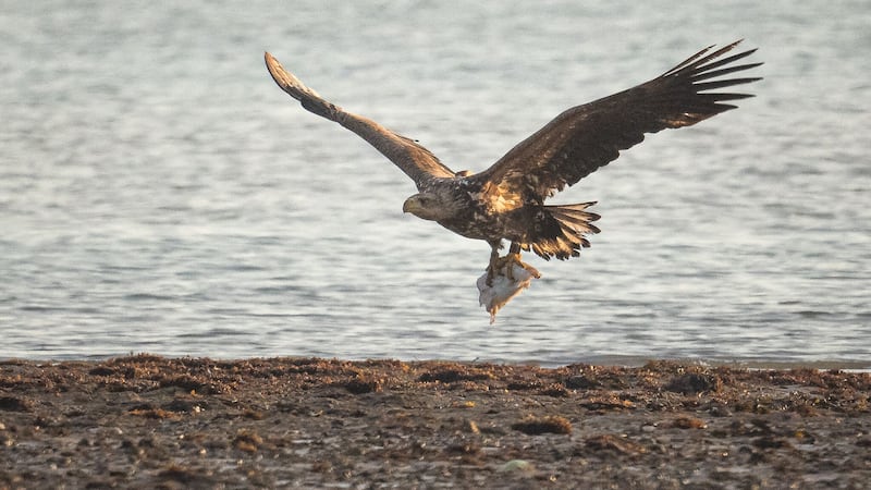 Fish and seabirds make up the majority of white-tailed eagles’ diets, according to new research (Ainsley Bennett/PA)