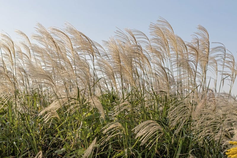 japanese silvergrass, miscanthus sinensis  in evening sun  country side. 