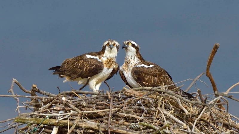 The Rutland Osprey Project ‘translocated’ chicks from Scotland to the East Midlands in 1996.