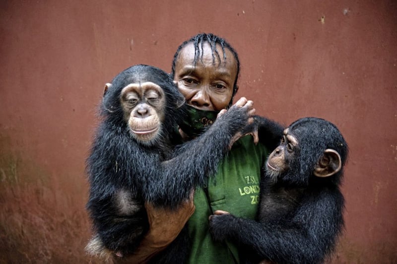 Mama P and baby chimps at Tacugama Chimpanzee Sanctuary in Sierra Leone 