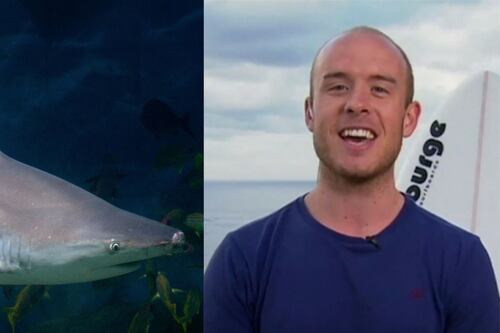 This British beginner surfer escaped a shark’s jaws by punching it in the face