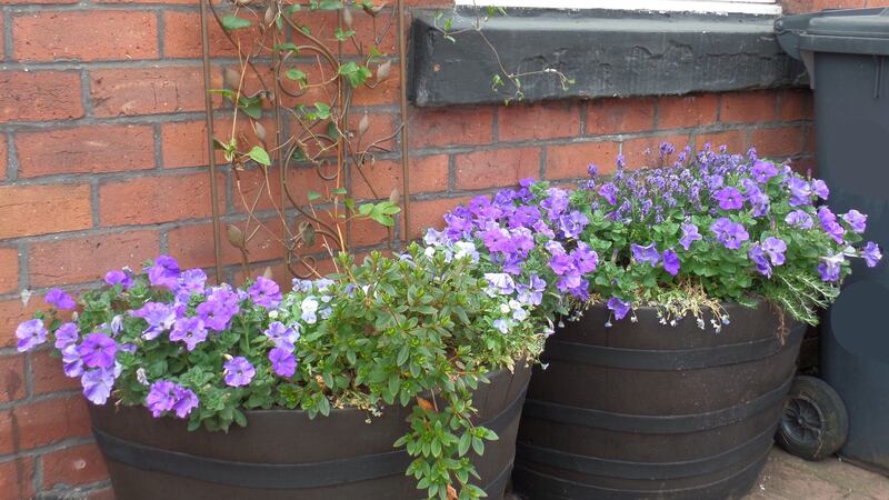 Small front gardens received plants such as clematis and lavender for the research in Salford.