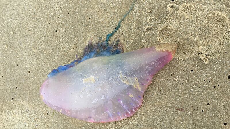 A total of 1,315 jellyfish sightings were reported to the Marine Conservation Society for its annual review, including a 2% rise in the man o’war.